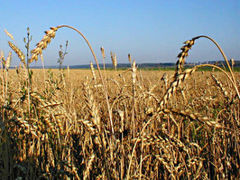 зерно, пшеница